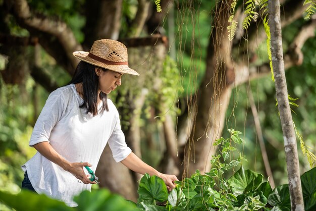 植物の世話。みずみずしい花を咲かせるために剪定します。女性の手は、はさみで観賞植物の枝や黄ばんだ葉を切り取ります。庭で剪定をしている女性。