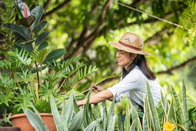 植物の世話。みずみずしい花を咲かせるために剪定します。女性の手は、はさみで観賞植物の枝や黄ばんだ葉を切り取ります。庭で剪定をしている女性。