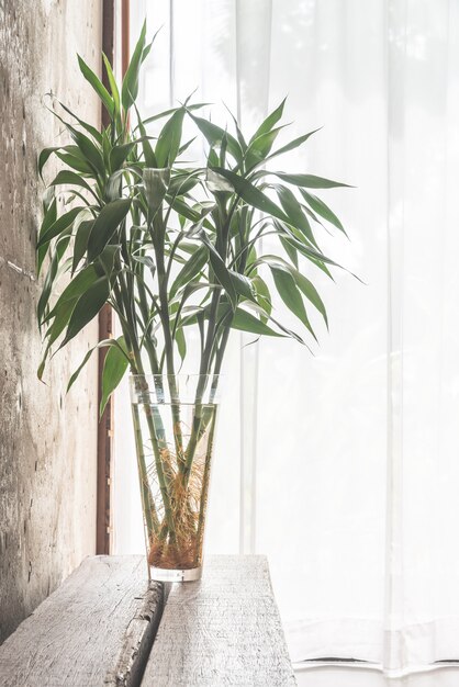 plant clean floor bright modern