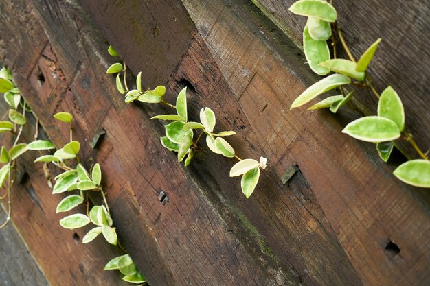 plant closeup leaf wood macro