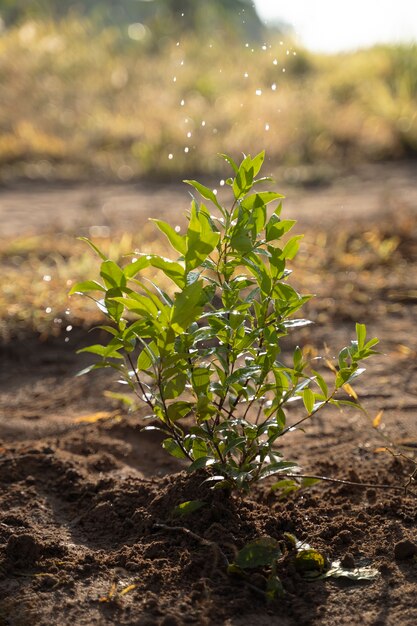 Plant on the countryside