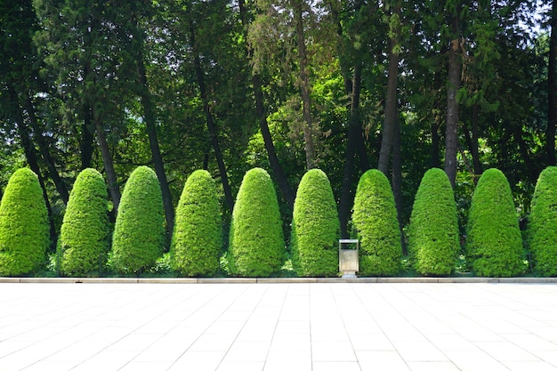 無料写真 植物の日の朝の風景農村の森