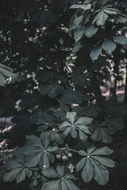 昼間の森林にある植物