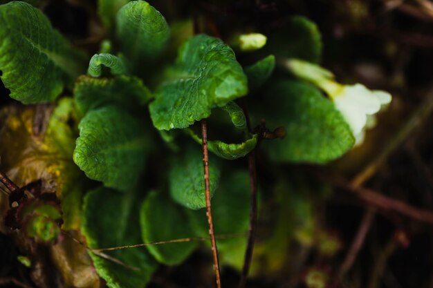 Plant on garden ground