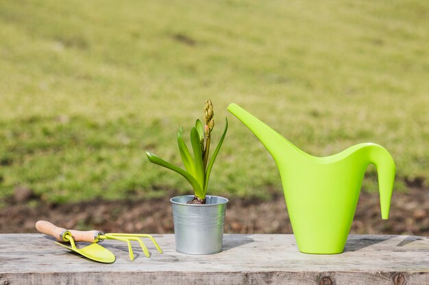 Pianta e giardino still life