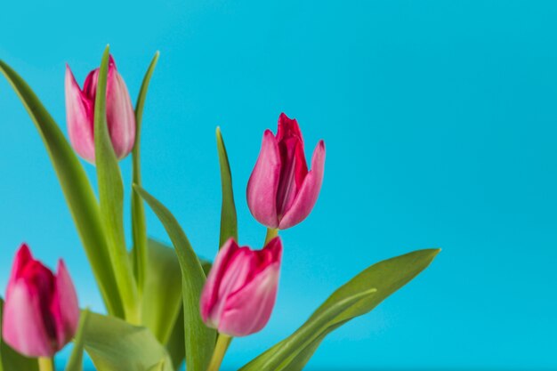 Plant and garden still life