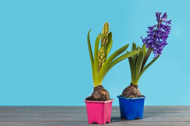 植物と庭の静物