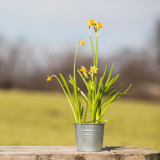 Plant and garden still life