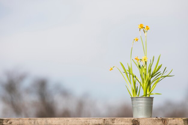 Plant and garden still life