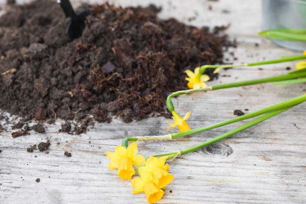 Free photo plant and garden still life