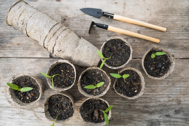 Plant and garden still life