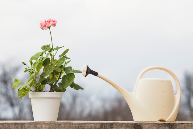 Plant and garden still life