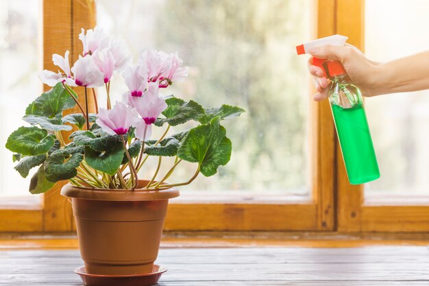 Plant and garden still life