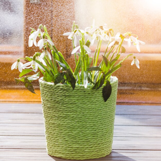 植物と庭の静物