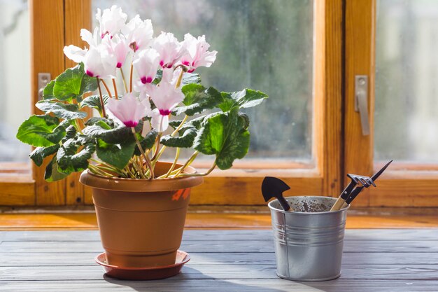 Plant and garden still life