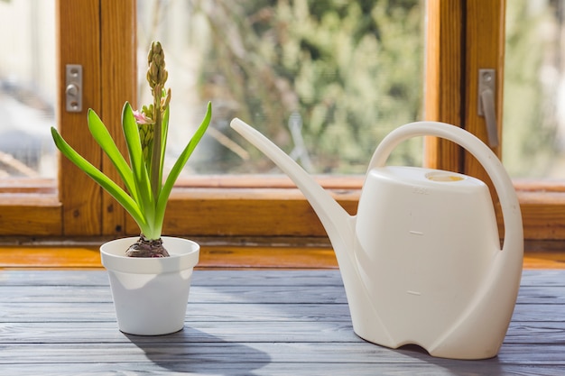 Plant and garden still life