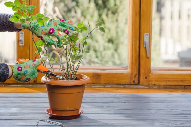 植物と庭の静物