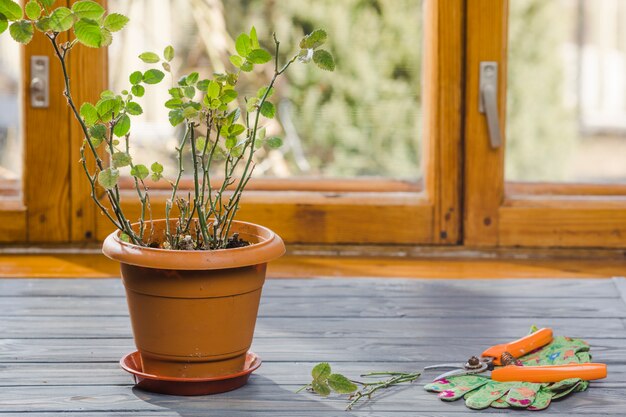 Plant and garden still life