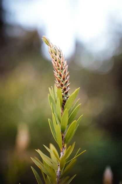 Free photo plant in the garden