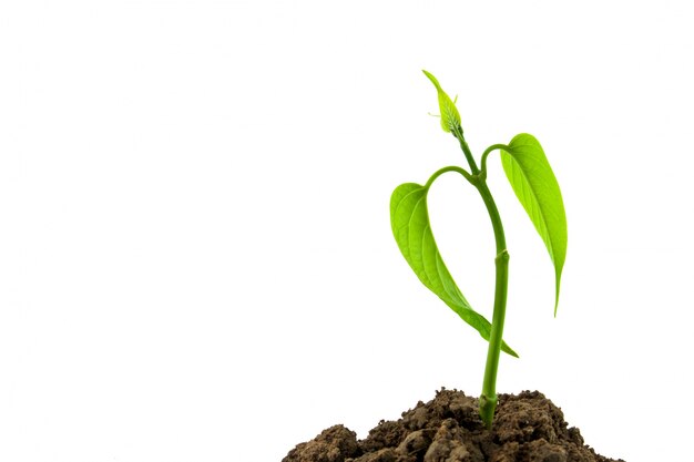植物緑の小さな希望が栽培します