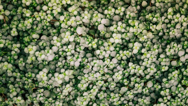 Plant of green tiny leaves for the backdrop