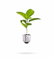 免费照片植物生长在一个灯泡