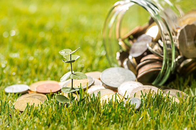 Plant growing in Coins glass jar for money on green grass