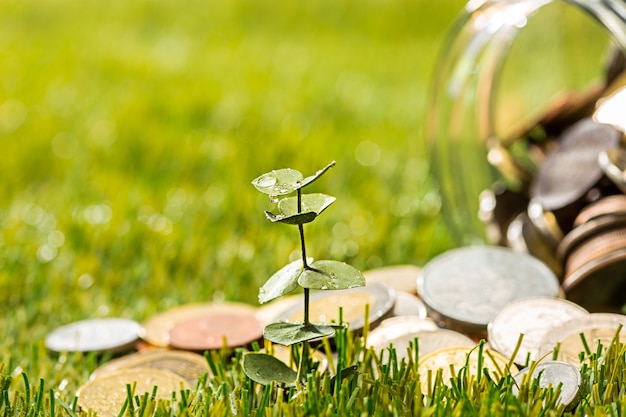 Plant growing in Coins glass jar for money on green grass