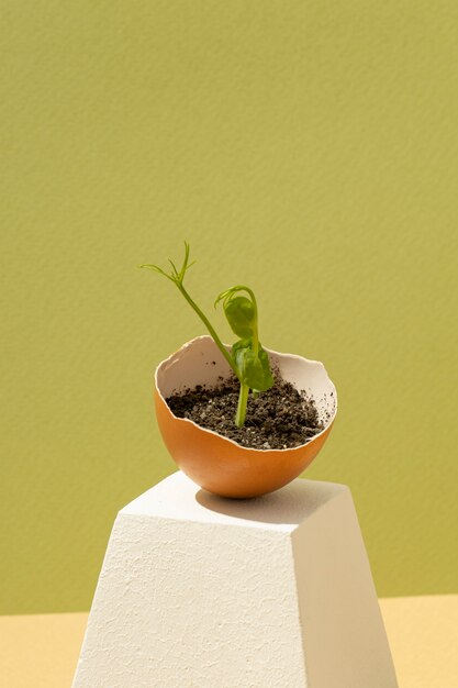 Plant growing in eggshell on a platform