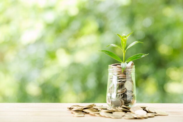 Plant growing from coins in the glass jar on blurred nature