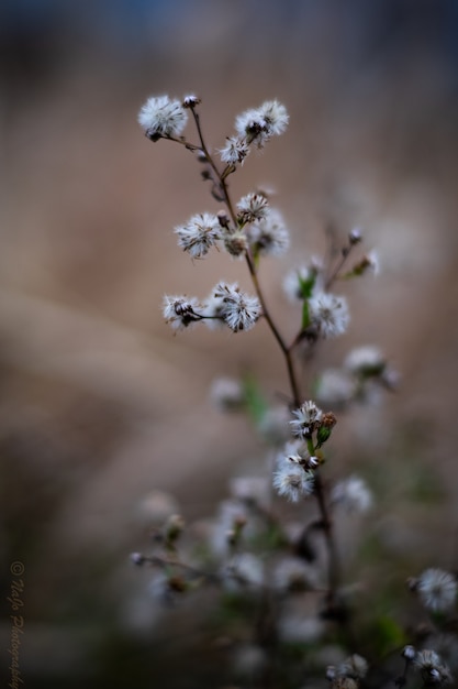 Free photo plant growing in the middle of a park