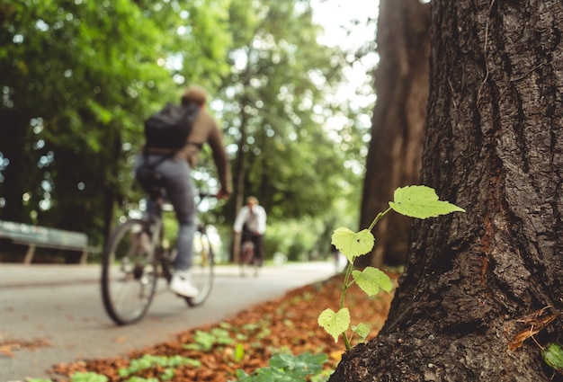 Free photo plant growing on the tree bark