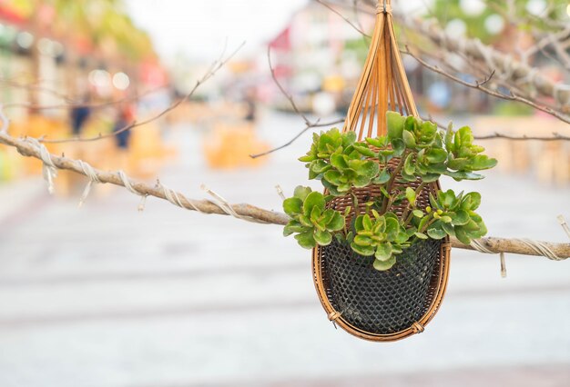 Plant in the hanging pot