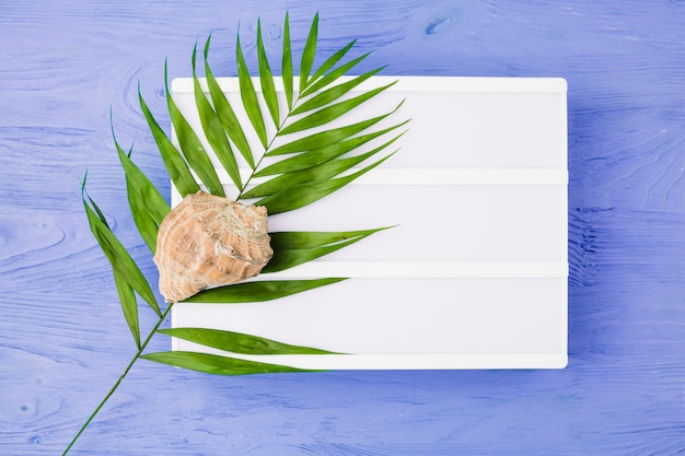 Plant leaf near seashell and tablet on board