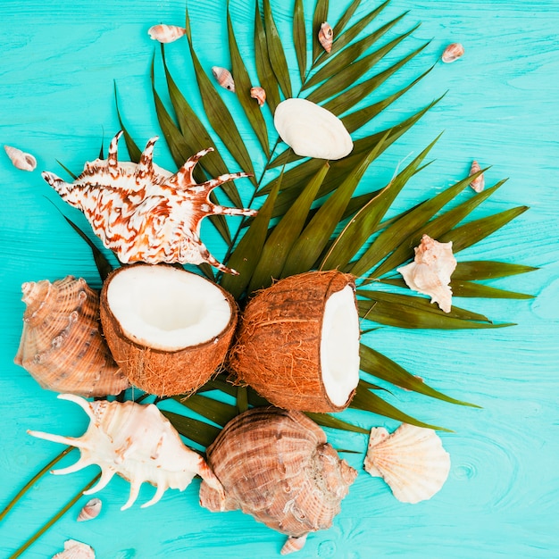 Plant leaves and coconuts near seashells