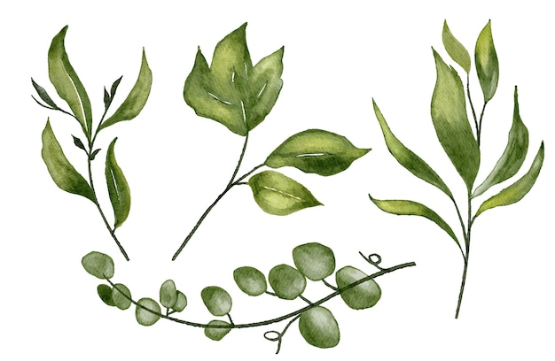 Plant leaves set