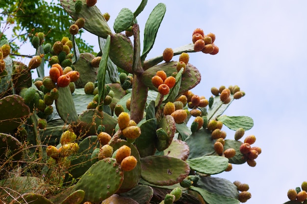 plant of opuntia ficus-indica 