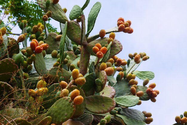 オワンクラゲ（Opuntia ficus-indica）の植物