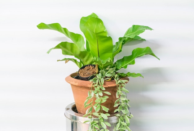 Free photo plant in pot home decoration