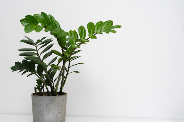 Plant pot on table close up