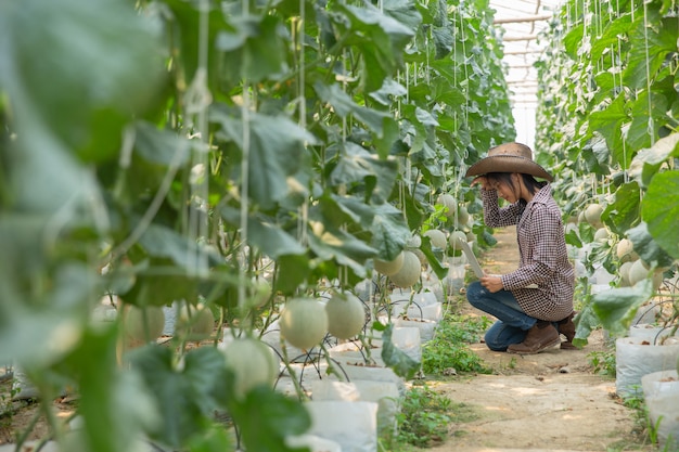 植物研究者は、カンタロープメロンの効果を調べています。