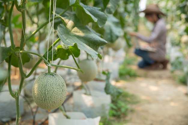 植物研究者は、カンタロープメロンの効果を調べています。