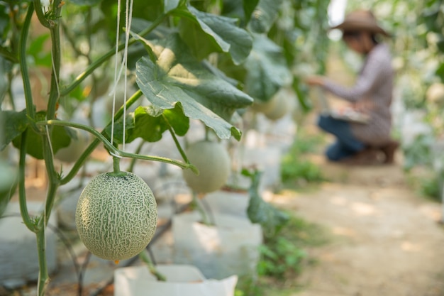 plant researchers are checking the effects of cantaloupe. 