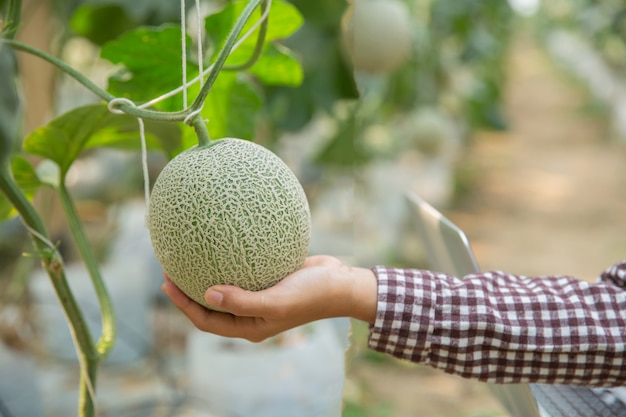 植物研究者は、カンタロープメロンの効果を調べています。