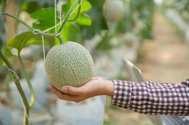 植物研究者は、カンタロープメロンの効果を調べています。