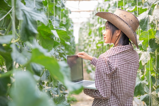 植物研究者は、カンタロープの成長を調査しています。