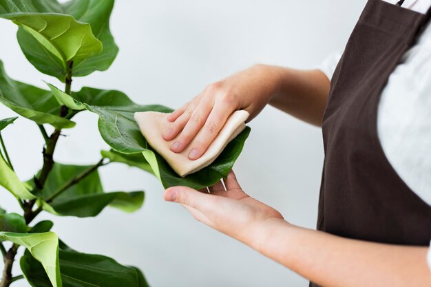 鉢植えの葉を掃除する植物店のオーナー