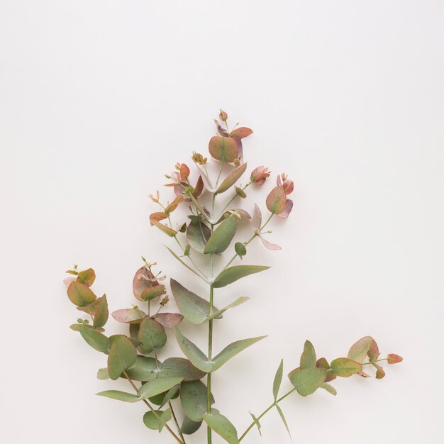 Plant twigs with green and vinous leaves