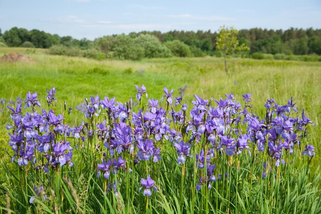 紫色の野生の虹彩の植物