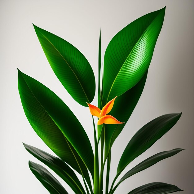 A plant with a flower on it and a white background.
